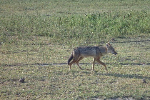 The Africa Jackal looks like a smaller version of our coyotes back home.