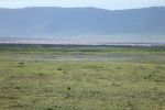 As sea of Flamingos