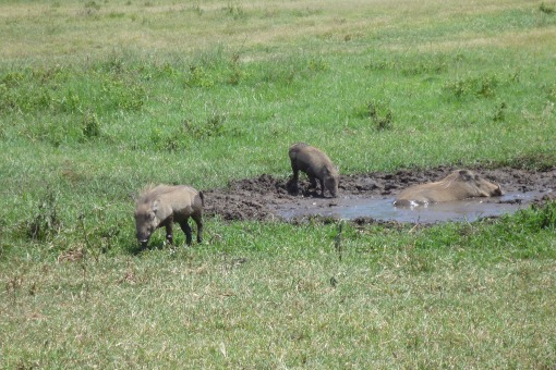 Mud time for the Warthogs